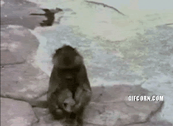 funny gifs monkey flying abuse relatedpost birds trees