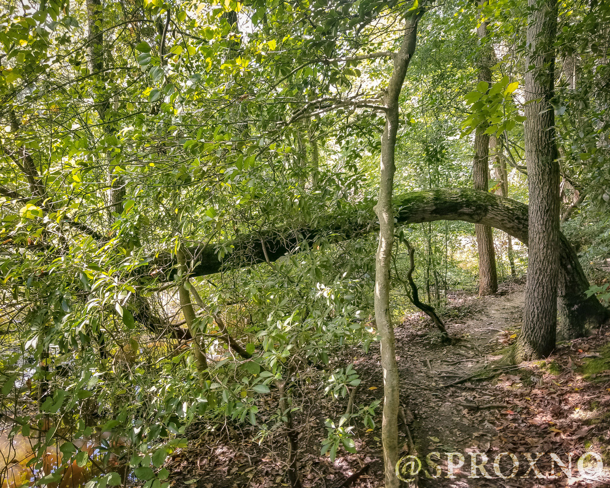 Woods of Wenonah Trail Pushing Myself