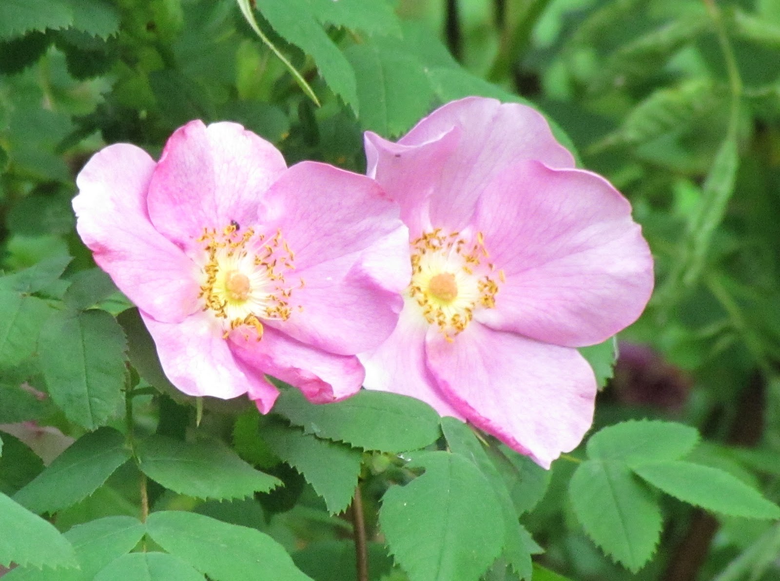 Scene Through My Eyes Wild Rose