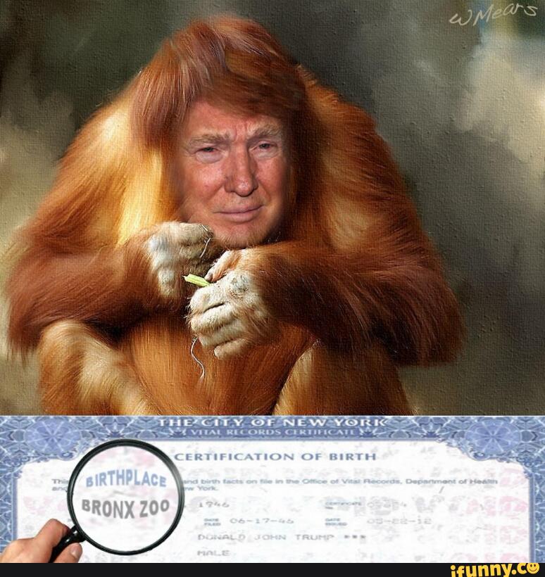 BILLIONAIRE GAMBLER™: Donald Trump related to orangutan? BILLIONAIRE GAMBLER™: Donald Trump related to orangutan?