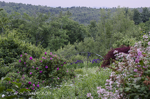 Future Plants By Randy Stewart Weigela