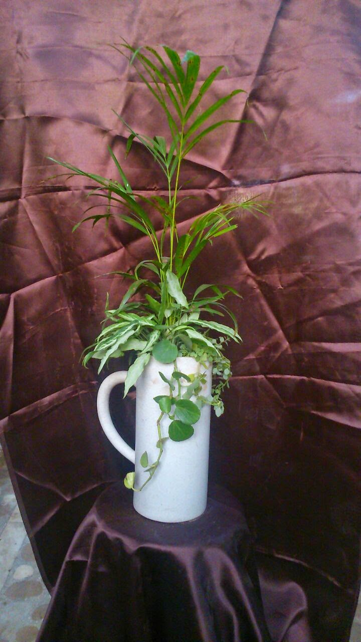 areca palm plant pot