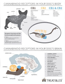 A look at cannabinoids in your dog's body, by Treatibles.