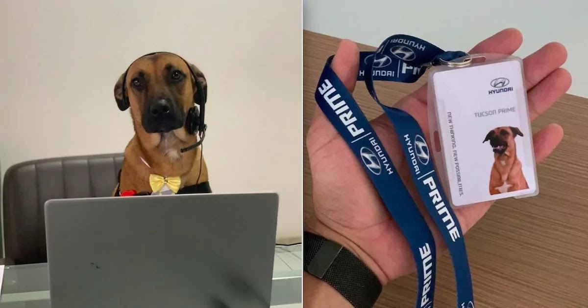 Stray Dog In Brazil Is 'Hired' At Hyundai And Given His Own Badge After He Kept Showing Up At The Company's Dealership