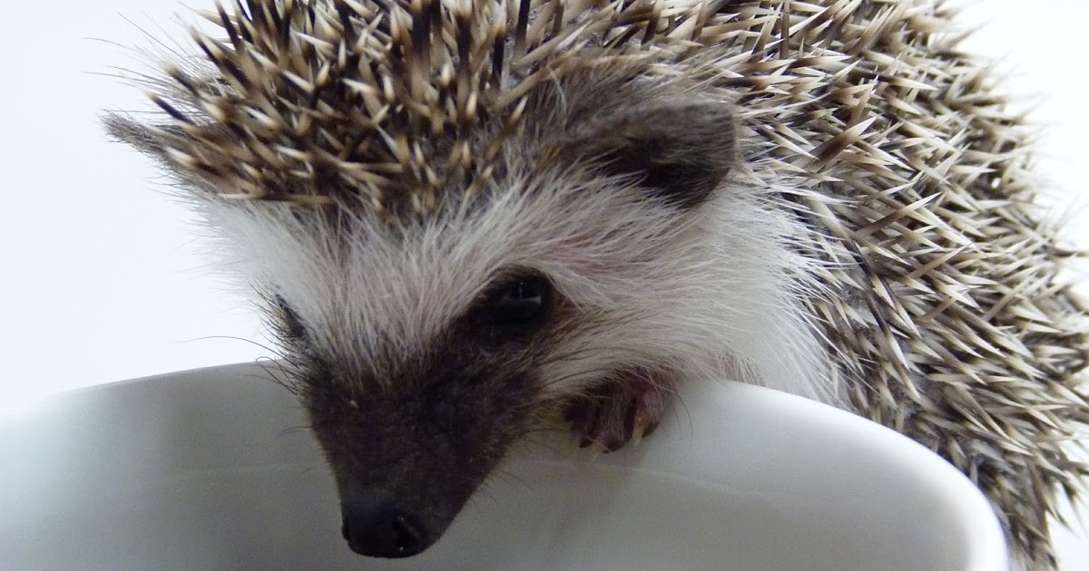 Natural Balance Cat Food For Hedgehogs Natural Balance Cat Food For Hedgehogs