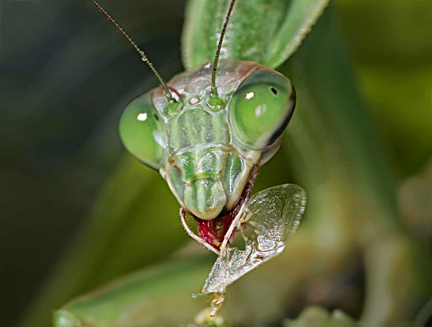 Doc Oho Reviews...: May 2014 praying mantis body parts diagram 