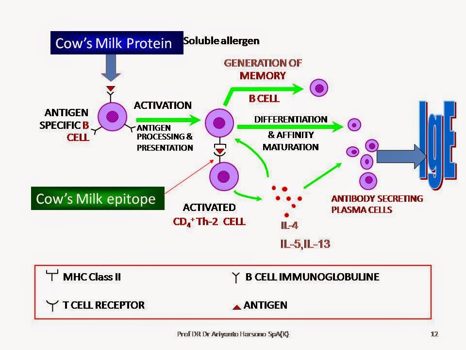 Ядерный антиген вируса эпштейна барр. Процессинг и презентация антигена. Процессинг антигена MHC 1 И 2. Процессинг и презентация MHC. Клетки мишени вируса Epstein-Barr (EBV.