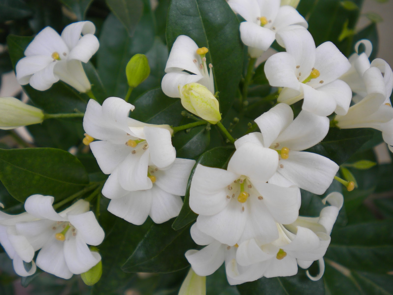 taman ramuan info kemuning