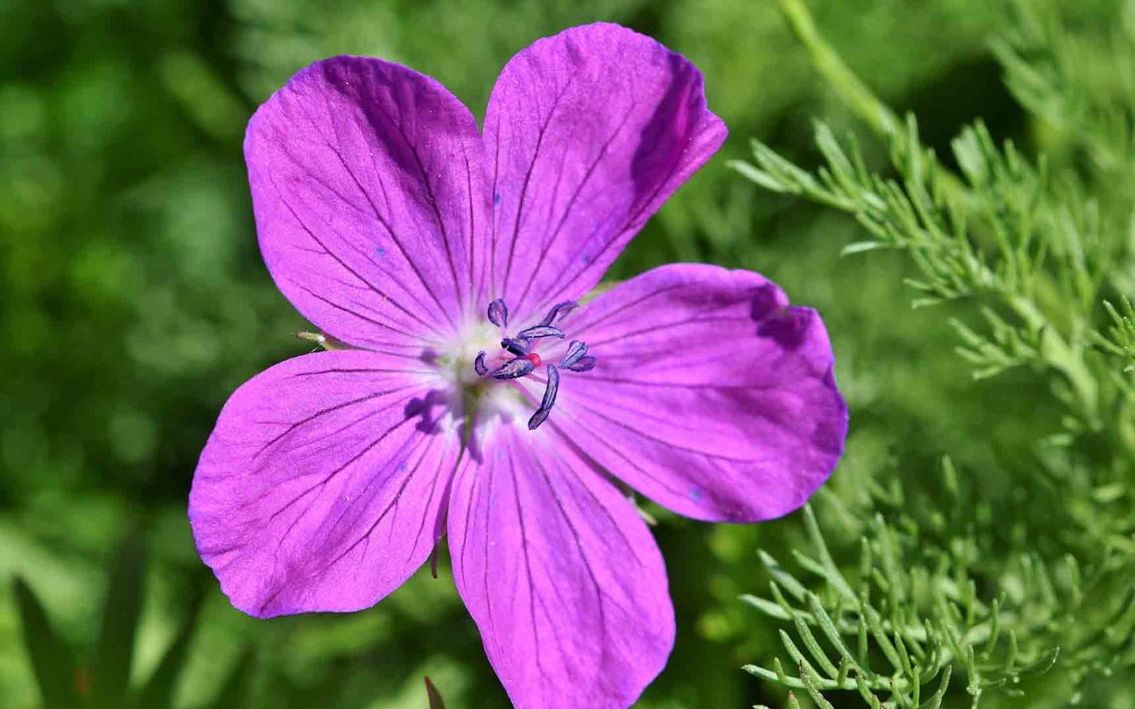 (HD) Beautiful Flower Images For Whatsapp Profile DP