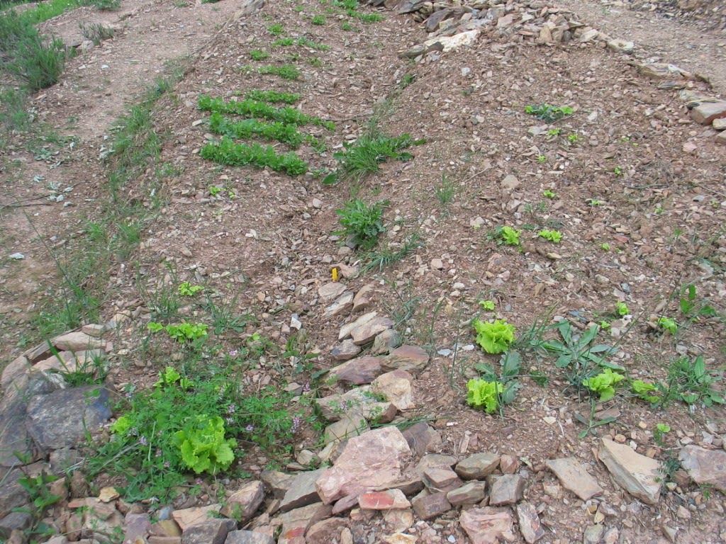 Hestel tellus compost boerderij portugal: een tuin in de alentejo. Bedden met stenen muur achtergrond