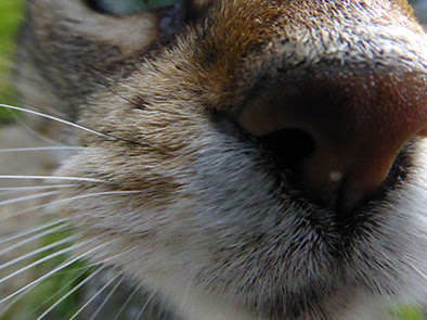 Katte er nysgerrige og skal have næsen i alt
