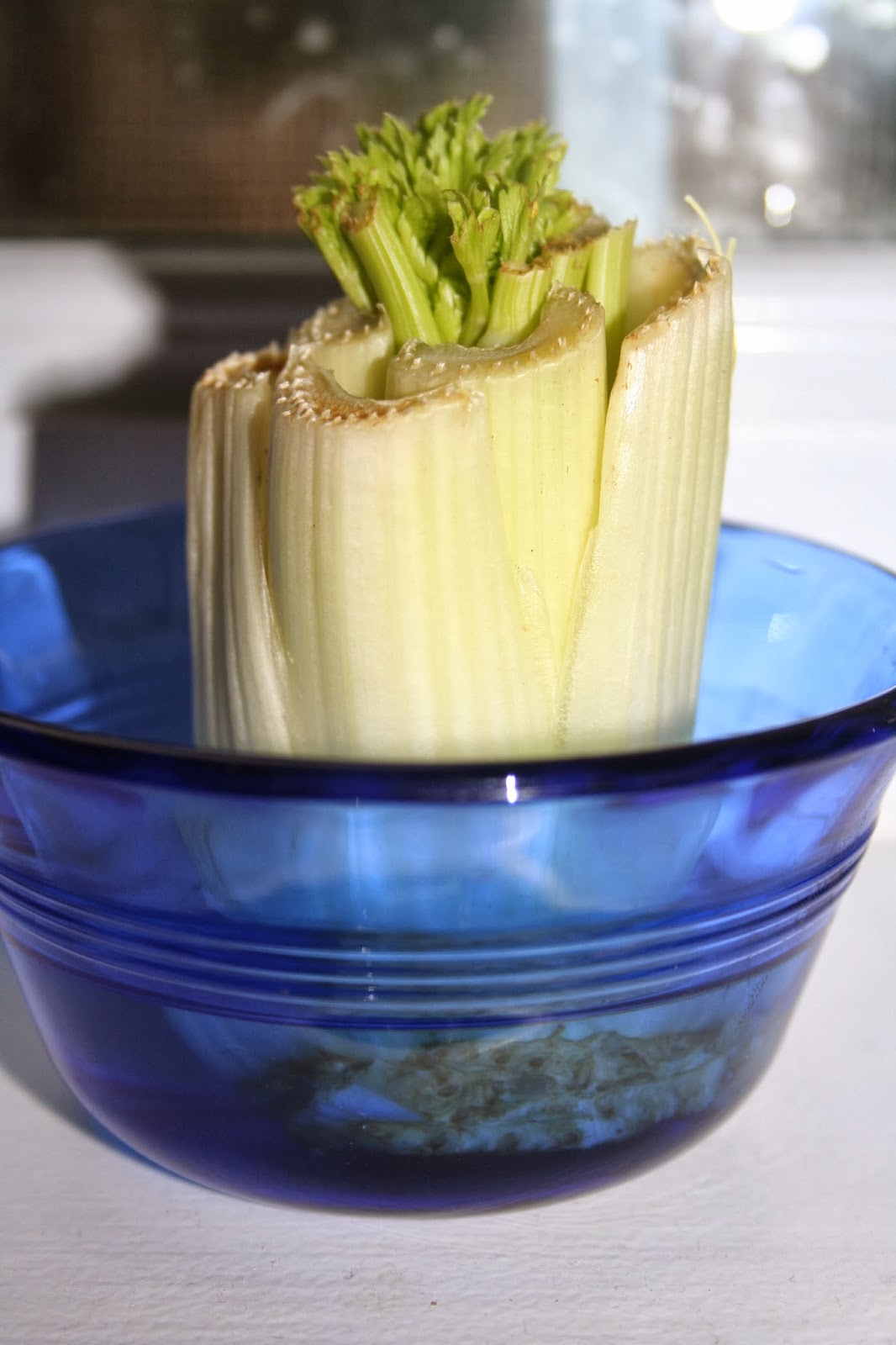 NOVA Frugal Family Thrifty Thursday What to Do with Wilted Celery and
