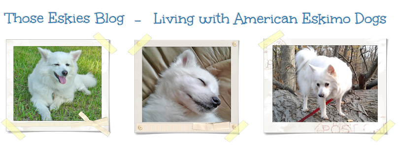 Those Eskies Blog - Living with American Eskimo Dogs