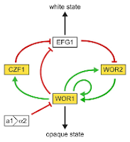 Figure illustrating the regulatory network involved in a growth phase change observed in yeast.