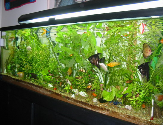 كيفية تجهيز حوض أسماك الزينة لاول مرة وطرق العناية به