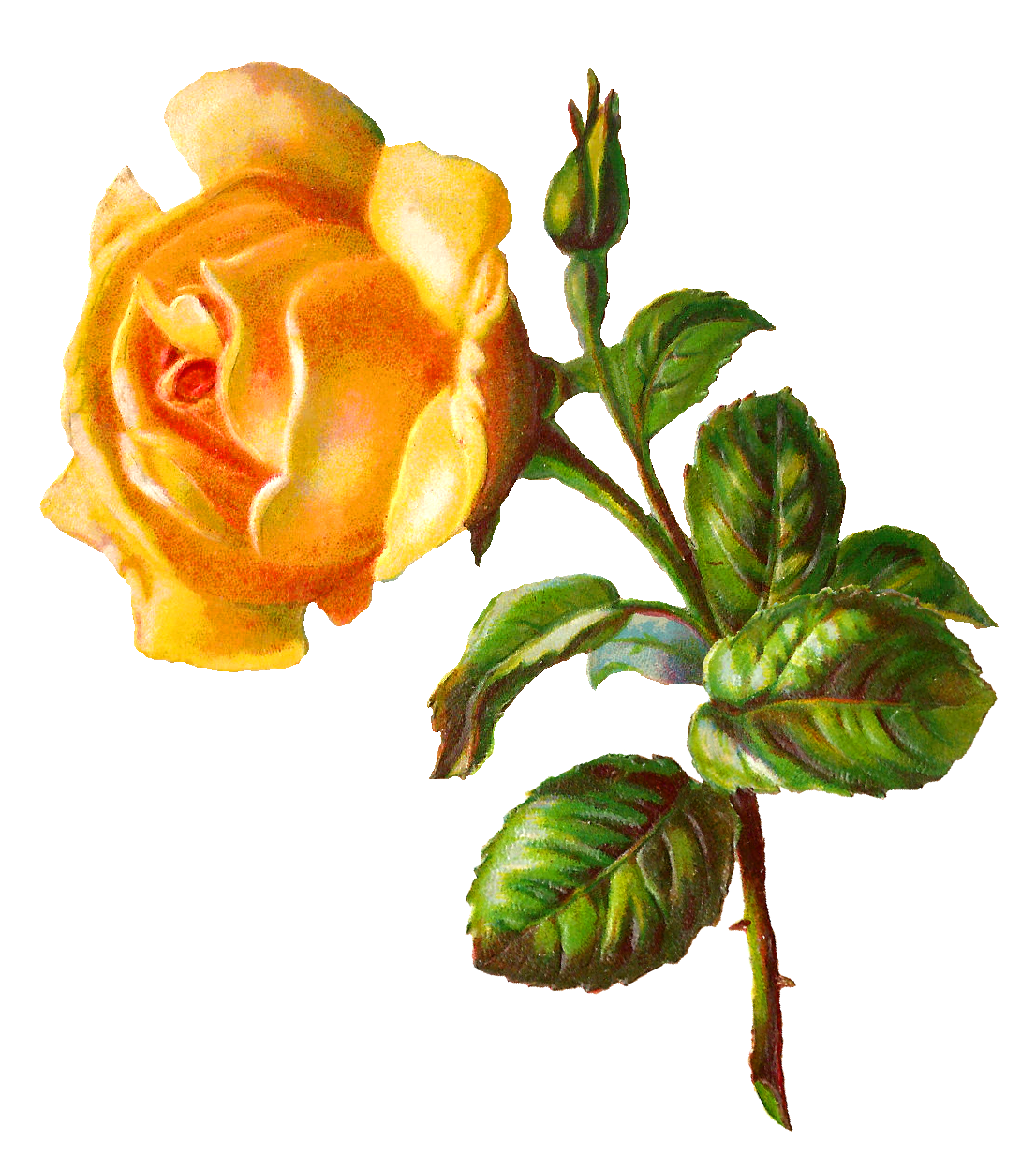 clipart of yellow roses - photo #50