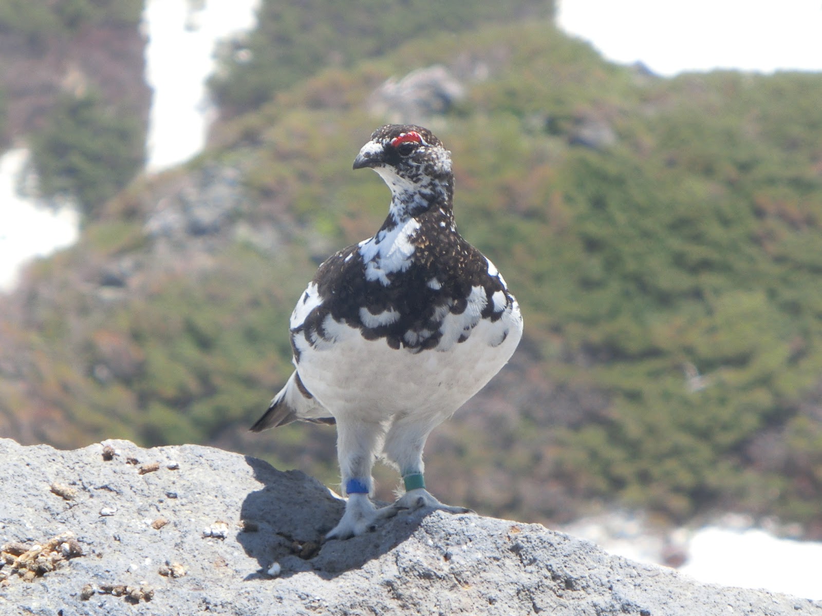 立山ガール日記 雷鳥のこともっと詳しく 立山の たくましい雷鳥 富山観光 山王祭