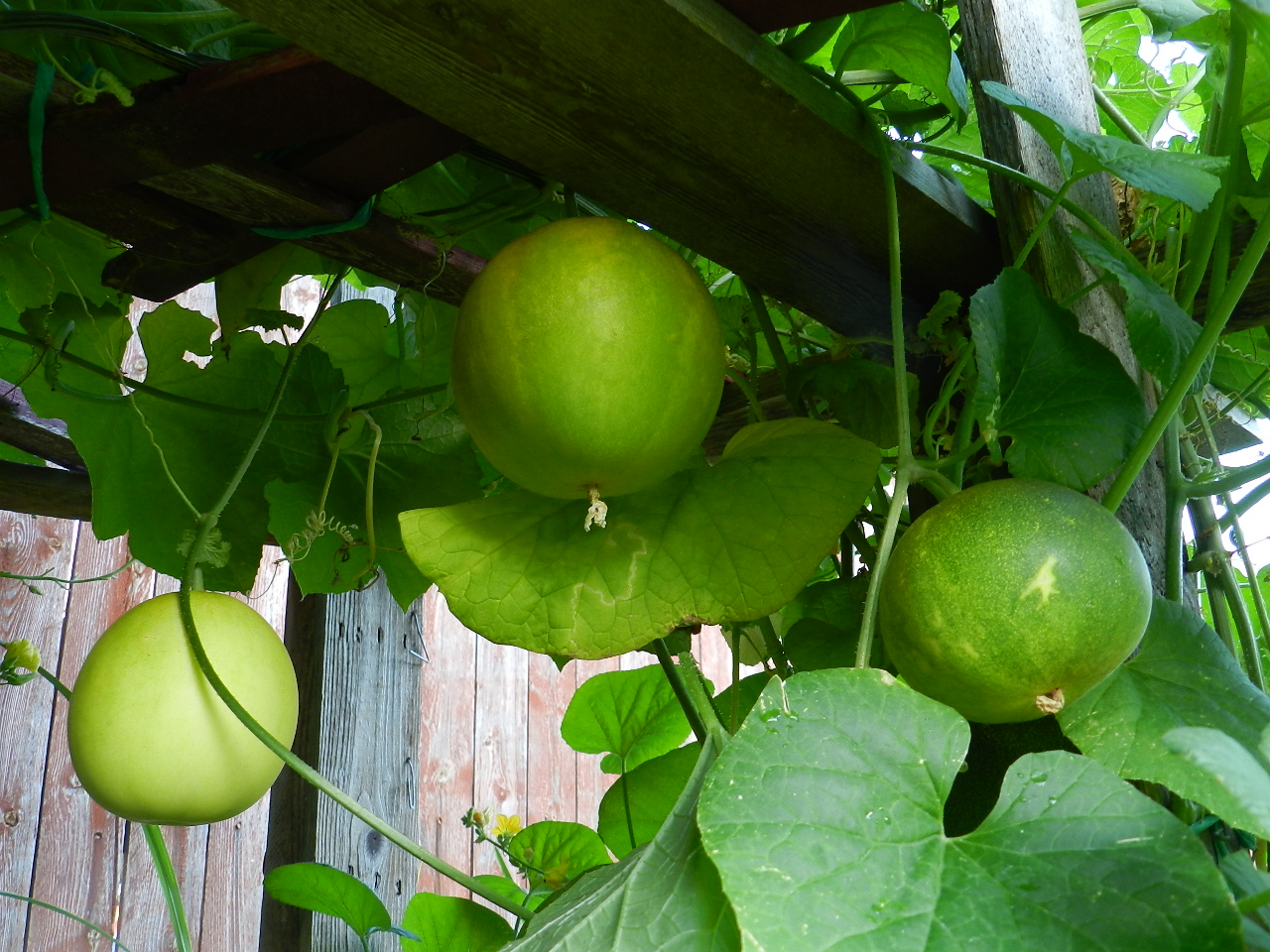 Raajis kitchen Back Yard Vegetables