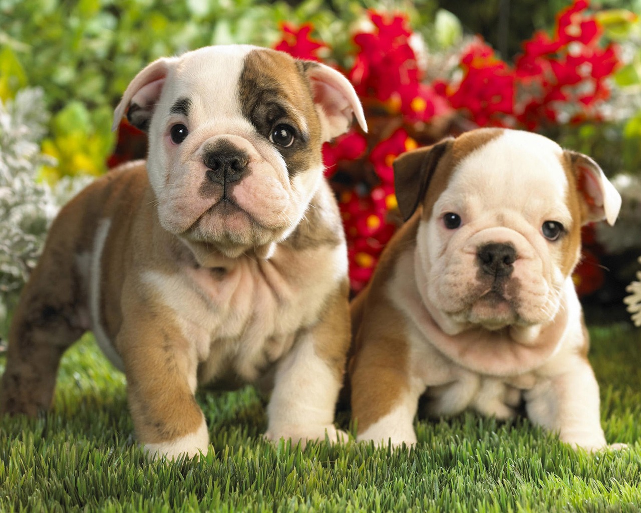 Dos lindos perros bulldogs cachorros Wallpaper FONDOS WALL