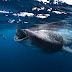 Tiburón ballena, el más GRANDE