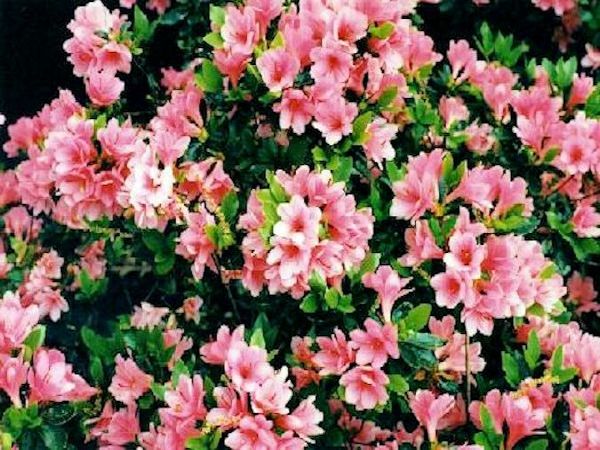 How To Plant Low Cost Low Upkeep Forever Flowering Flowerbeds