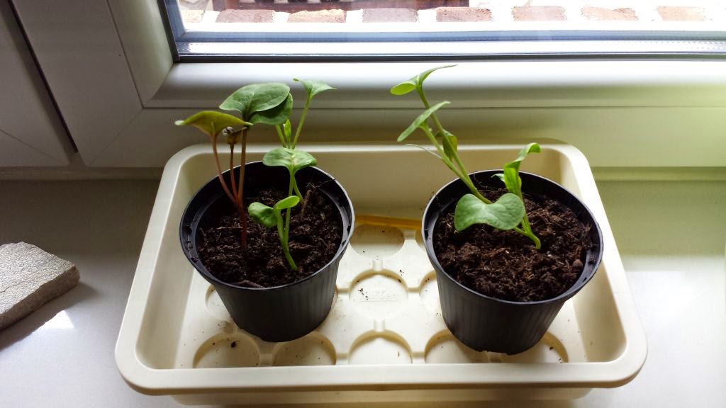 Sternensinn Garten Und Mehr Mai 2015