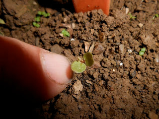 Oca seedling Oxalis tuberosa