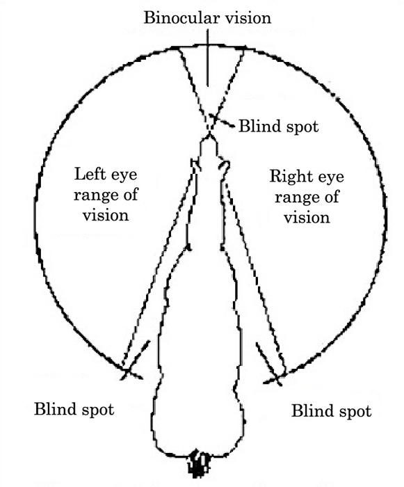 A drifting cowboy Learning To Ride A Horse Safely