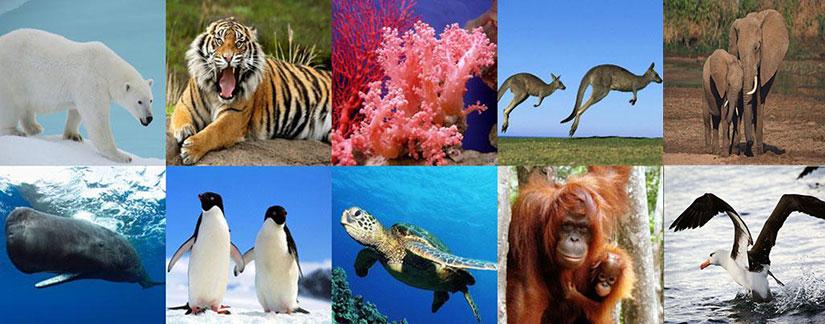Animales en Peligro de Extinción en el Mundo