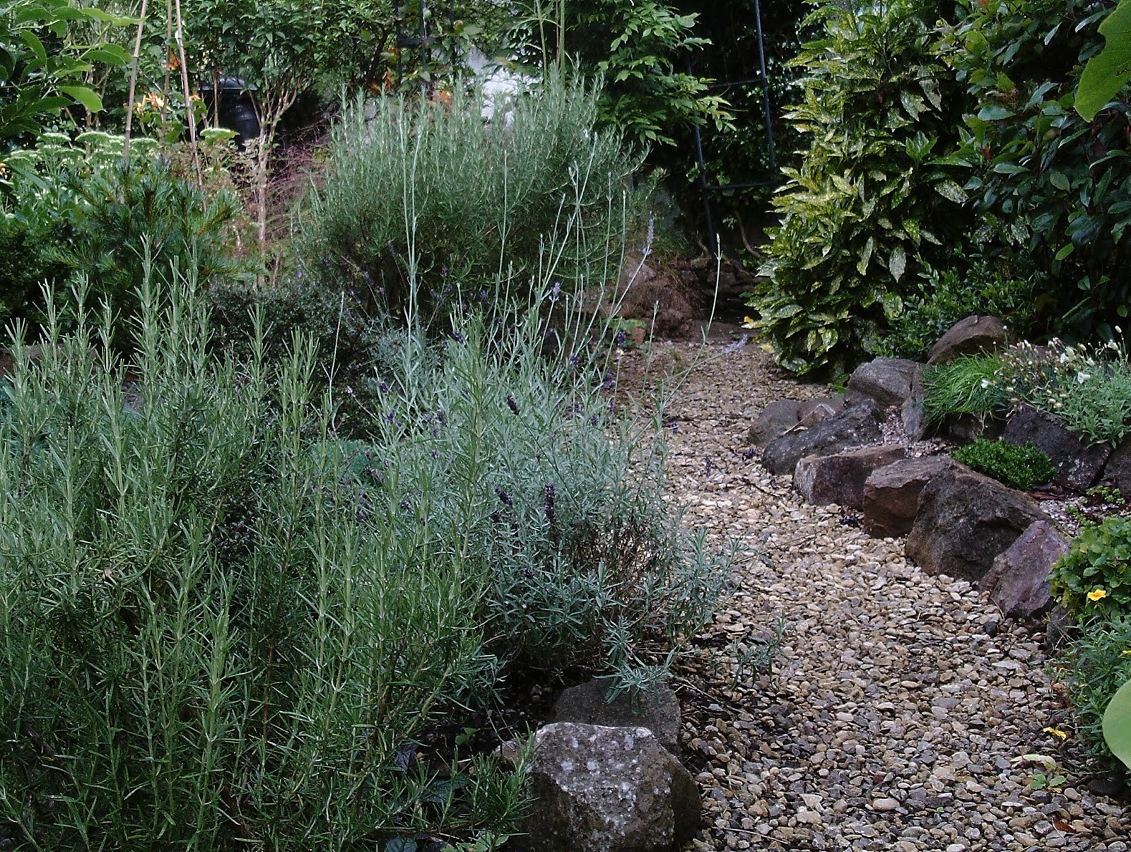 The Green Fingered Blog Line Your Garden Paths With Scent All