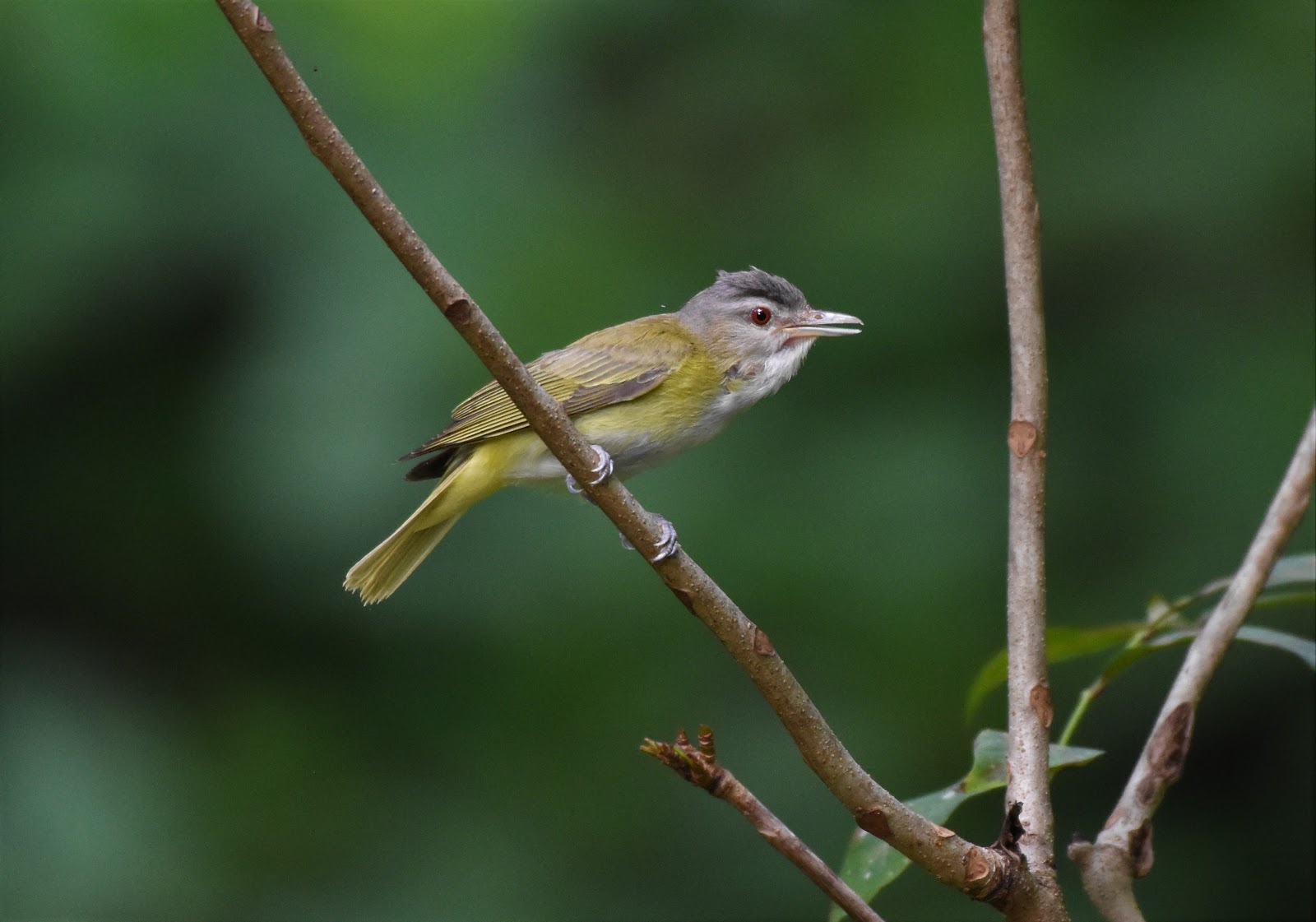 Las Aventuras Costa Rican Birding