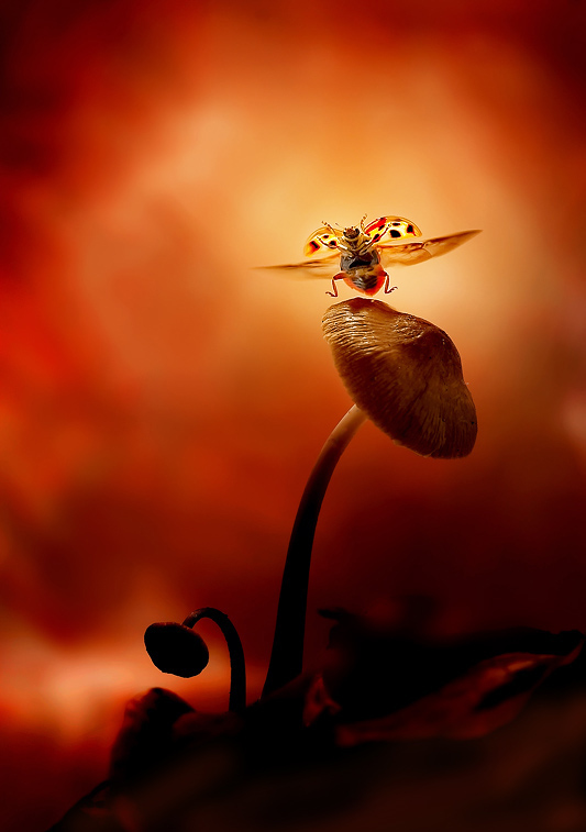 Dancing ladybird by Leon Baas