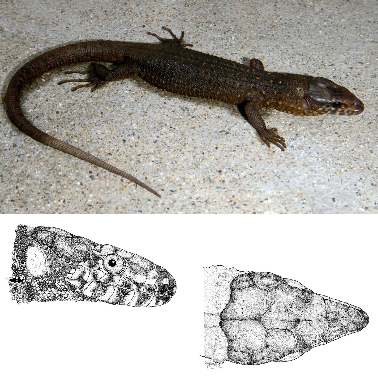 Species New to Science [Herpetology • 2018] Lepidophyma inagoi • A New