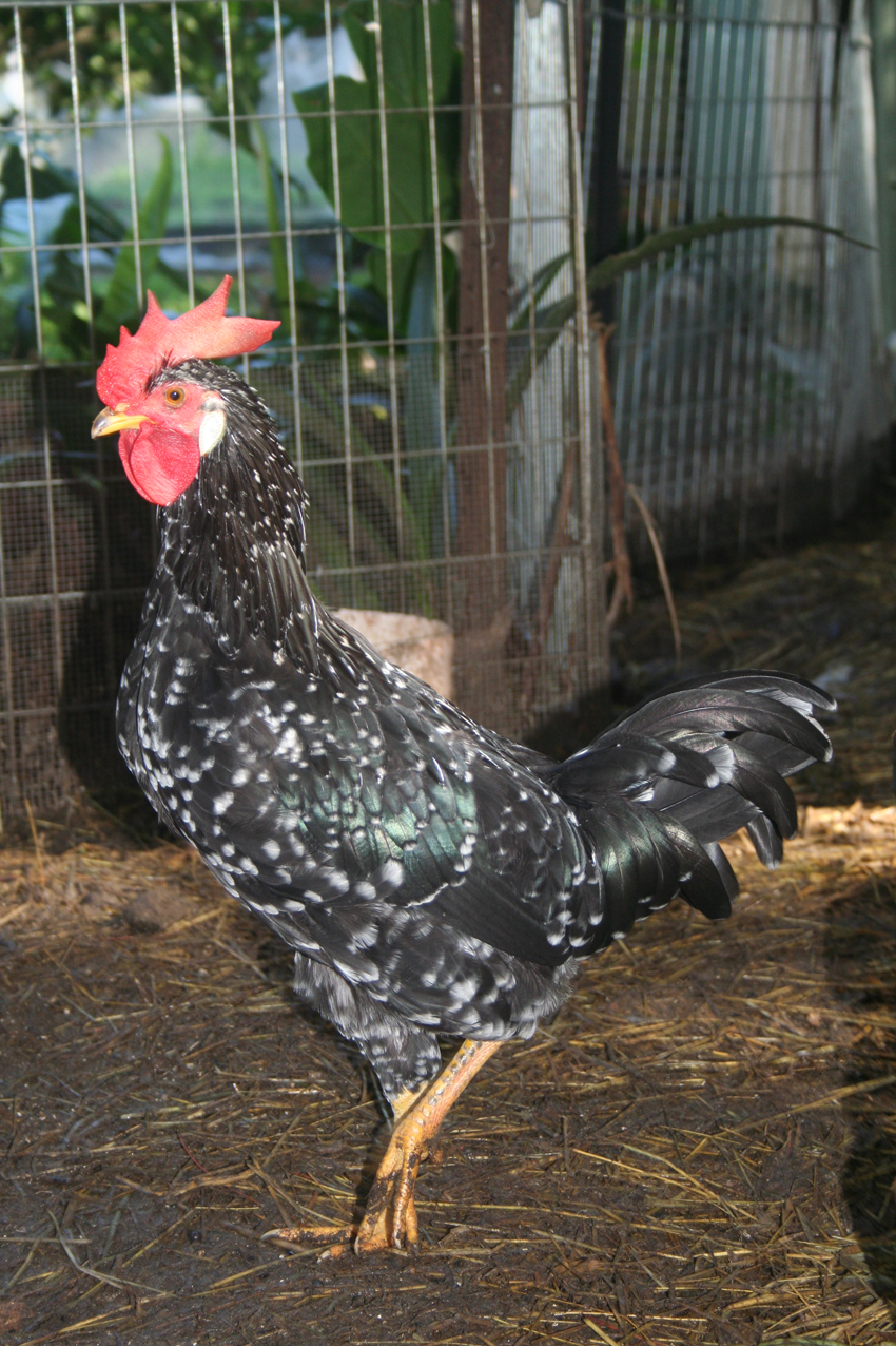 the natural chicken Crossing commercial hens with heritage breed roosters