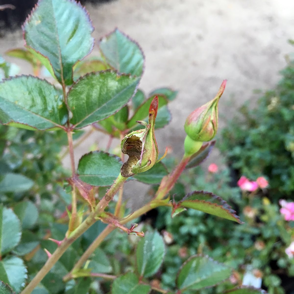 Rose Hybridizing: Invasion of the Caterpillars!