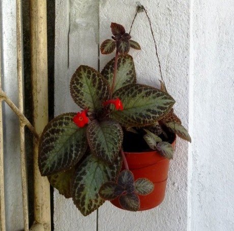 My Sanctuary: Bunga Gantung