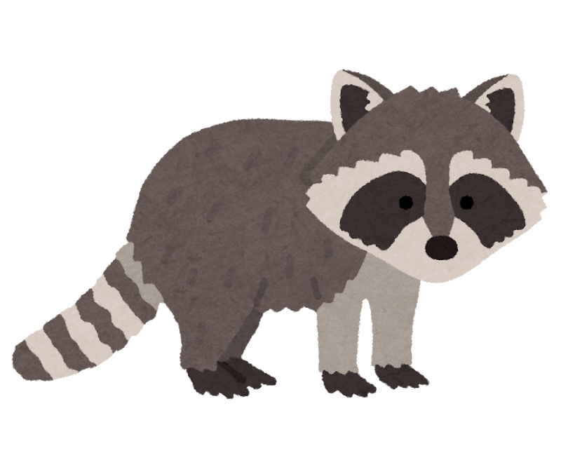 アライグマのイラスト かわいいフリー素材集 いらすとや