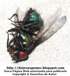 Mosca Foto de mosca muerta en el piso de Jesus Gómez