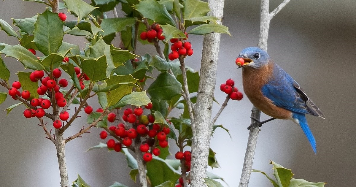 Ohio Birds and Biodiversity Eastern bluebird, eating holly berries