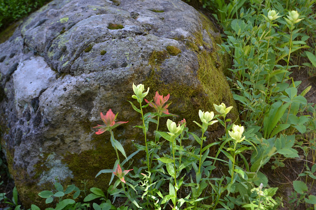 yellow and magenta paintbrush