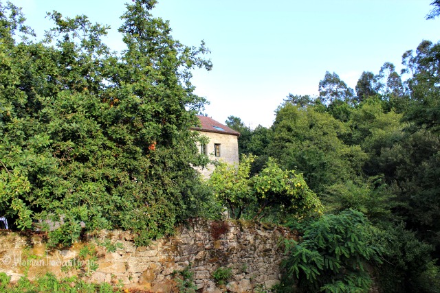 foto bosque a quinta da auga