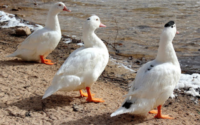 Ocas en la laguna de Ruidera. Qué ver en las Lagunas de Ruidera