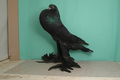 pouter pigeons - Sächsischer Kröpfer