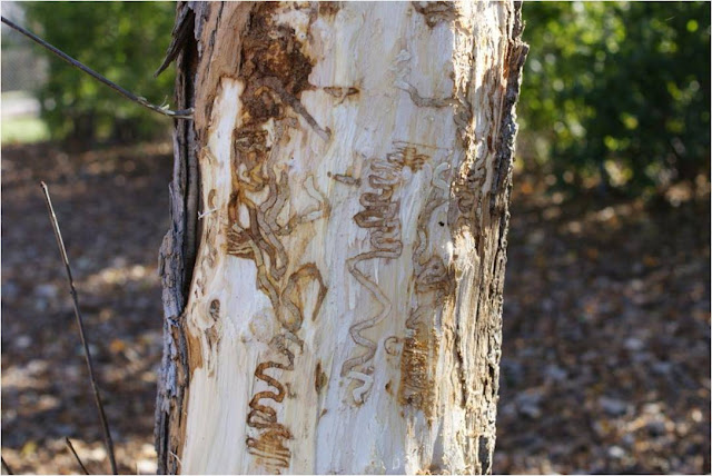 Emerald Ash Borer S-shaped galleries