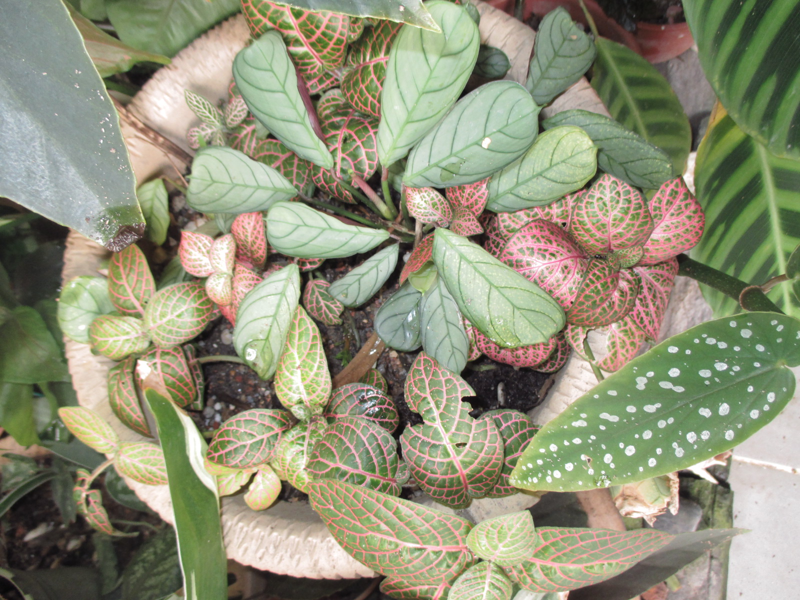 Garden Chronicles: Calathea Species