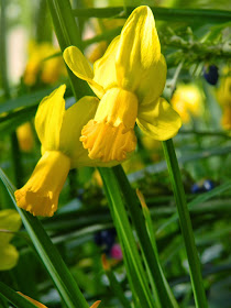 Yellow daffodils Allan Gardens Conservatory 2015 Spring Flower Show by garden muses-not another Toronto gardening blog