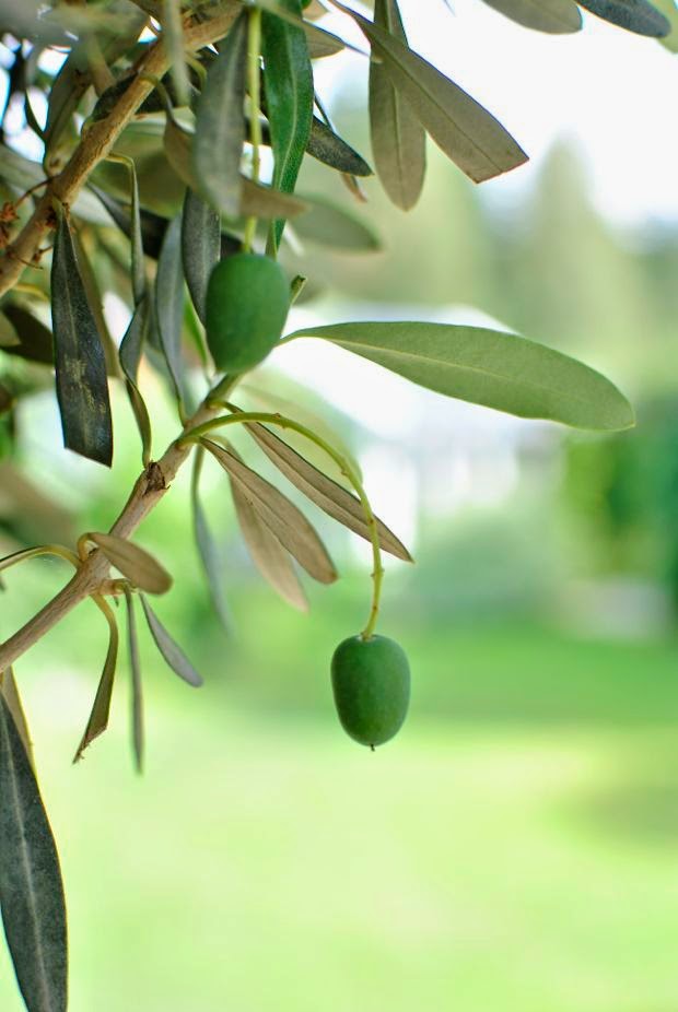 olivträd oliver