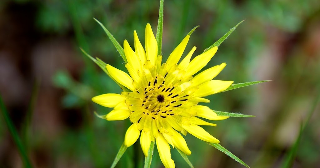 Fat of the Land: Wild Salsify