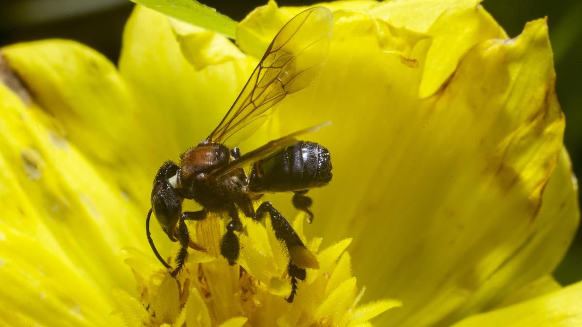 Cara Budiaya Lebah Klanceng /Kelulut Untuk Pemula - Pengetahuan Bertani