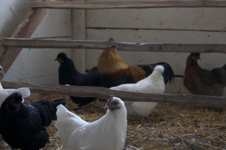 The Wardens Today KEEPING CHICKENS